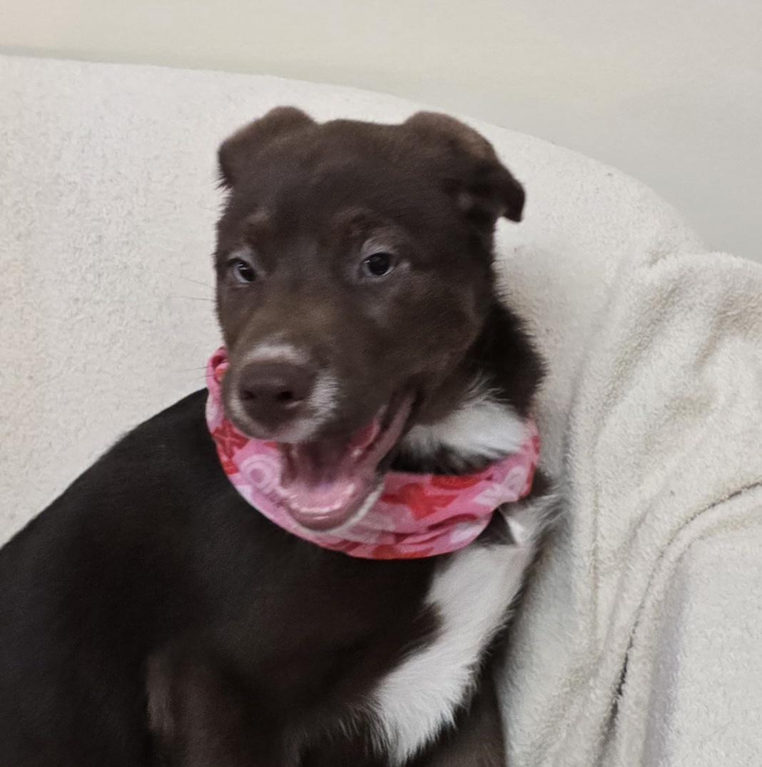 Enlarge Cocoa, a ADOPTABLE mixed breed in Terre Haute, IN image 2/6