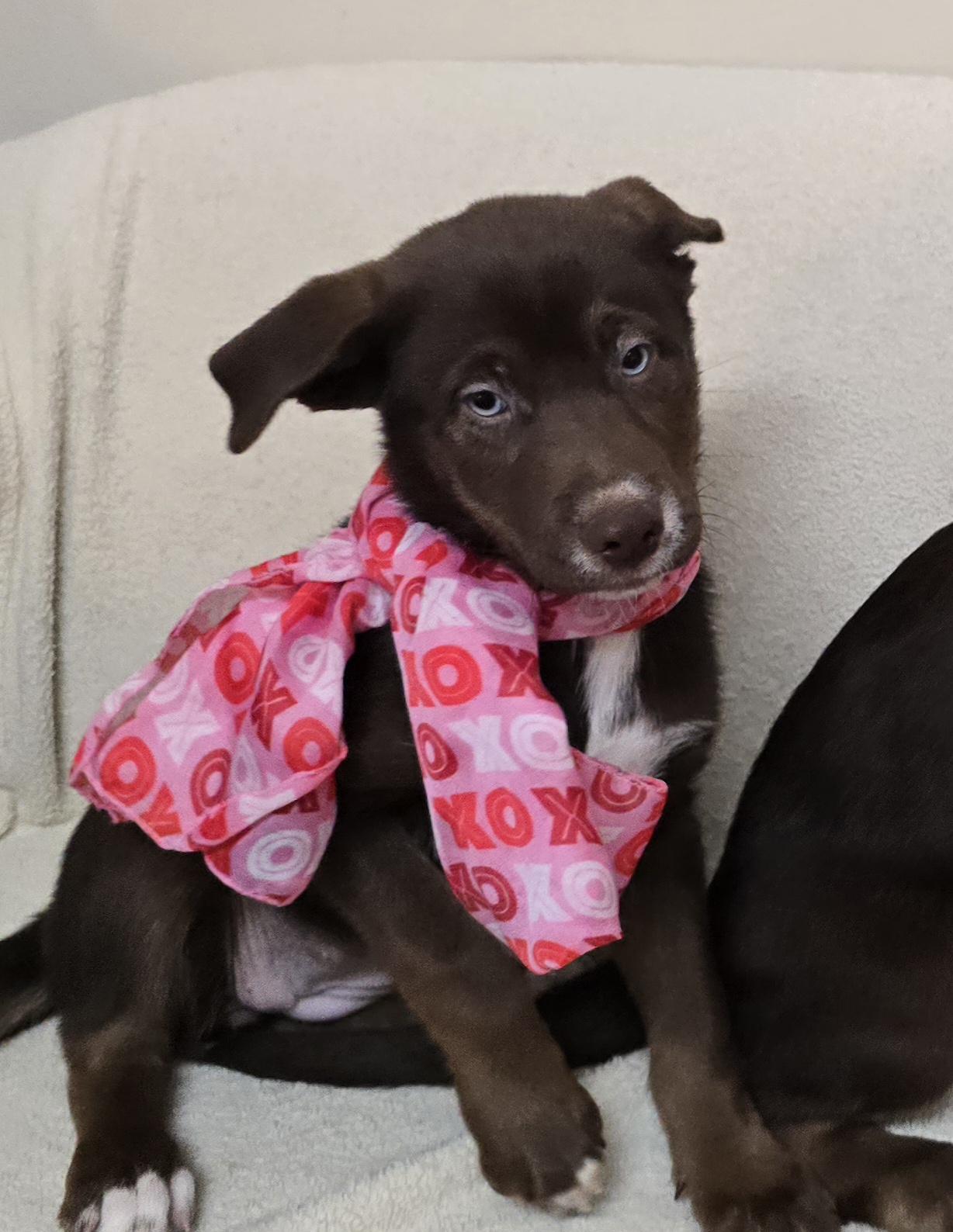 Enlarge Cocoa, a ADOPTABLE mixed breed in Terre Haute, IN image 4/6