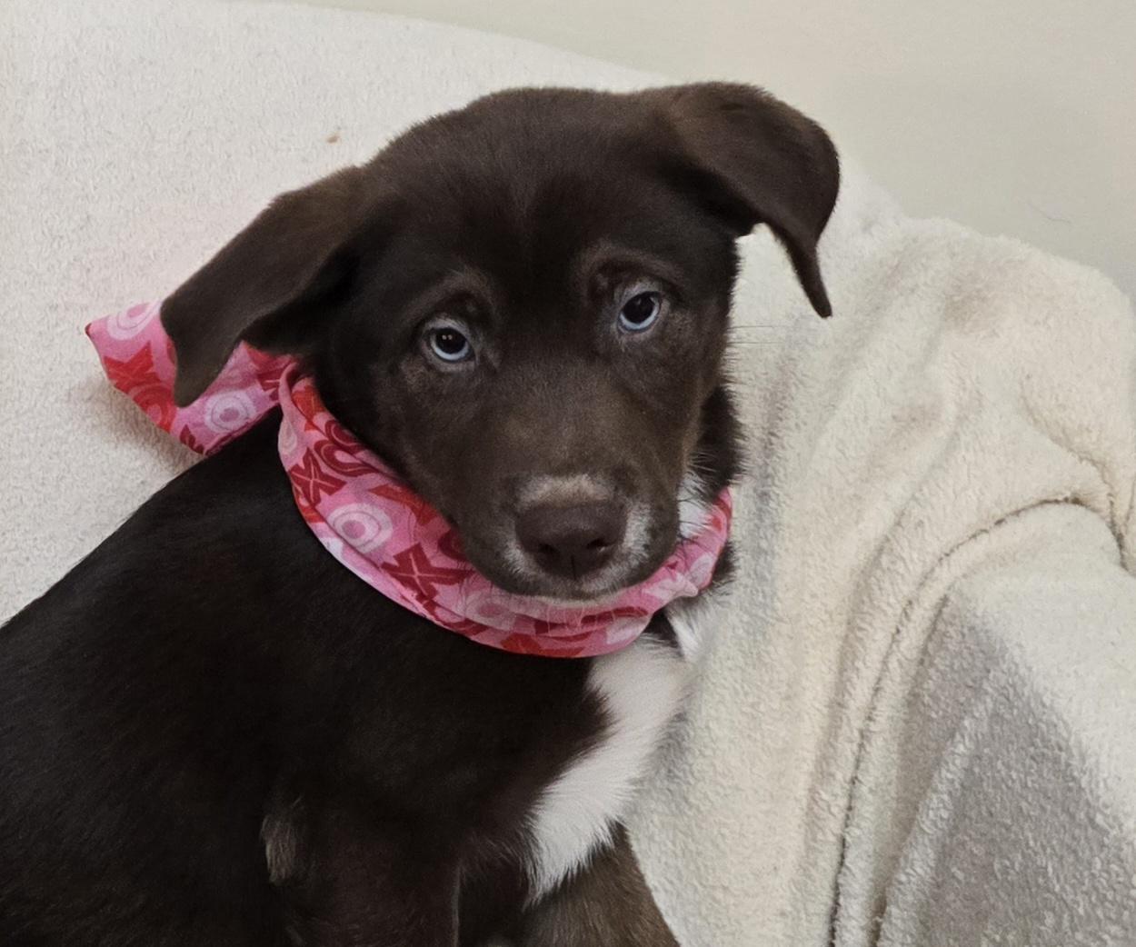 Enlarge Cocoa, a ADOPTABLE mixed breed in Terre Haute, IN image 1/6