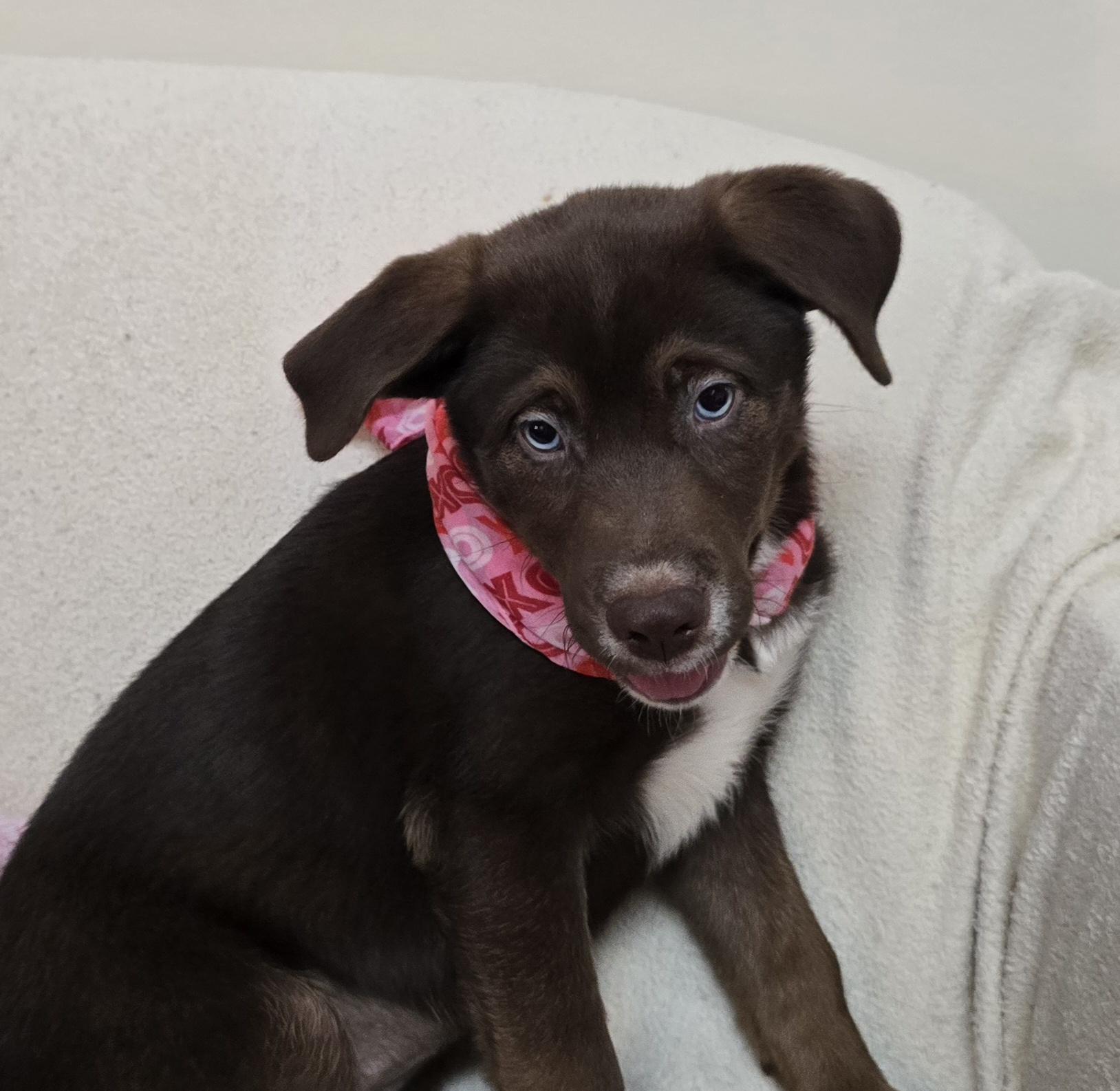 Enlarge Cocoa, a ADOPTABLE mixed breed in Terre Haute, IN image 6/6