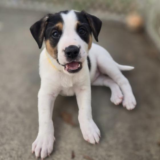 Enlarge Lollygag (Lolly), a Adoptable mixed breed in Raleigh, NC image 1/6