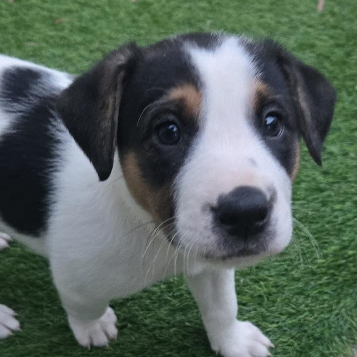 Enlarge Lollygag (Lolly), a Adoptable mixed breed in Raleigh, NC image 2/6