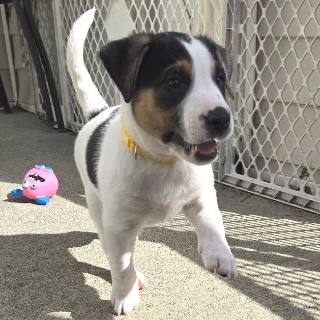 Enlarge Lollygag (Lolly), a Adoptable mixed breed in Raleigh, NC image 3/6