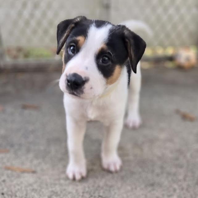 Enlarge Lollygag (Lolly), a Adoptable mixed breed in Raleigh, NC image 4/6