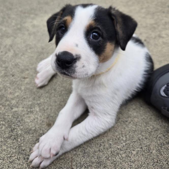 Enlarge Lollygag (Lolly), a Adoptable mixed breed in Raleigh, NC image 5/6