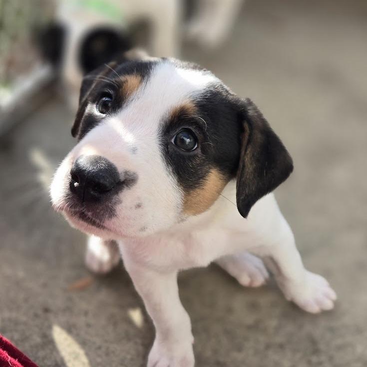 Enlarge Lollygag (Lolly), a Adoptable mixed breed in Raleigh, NC image 6/6