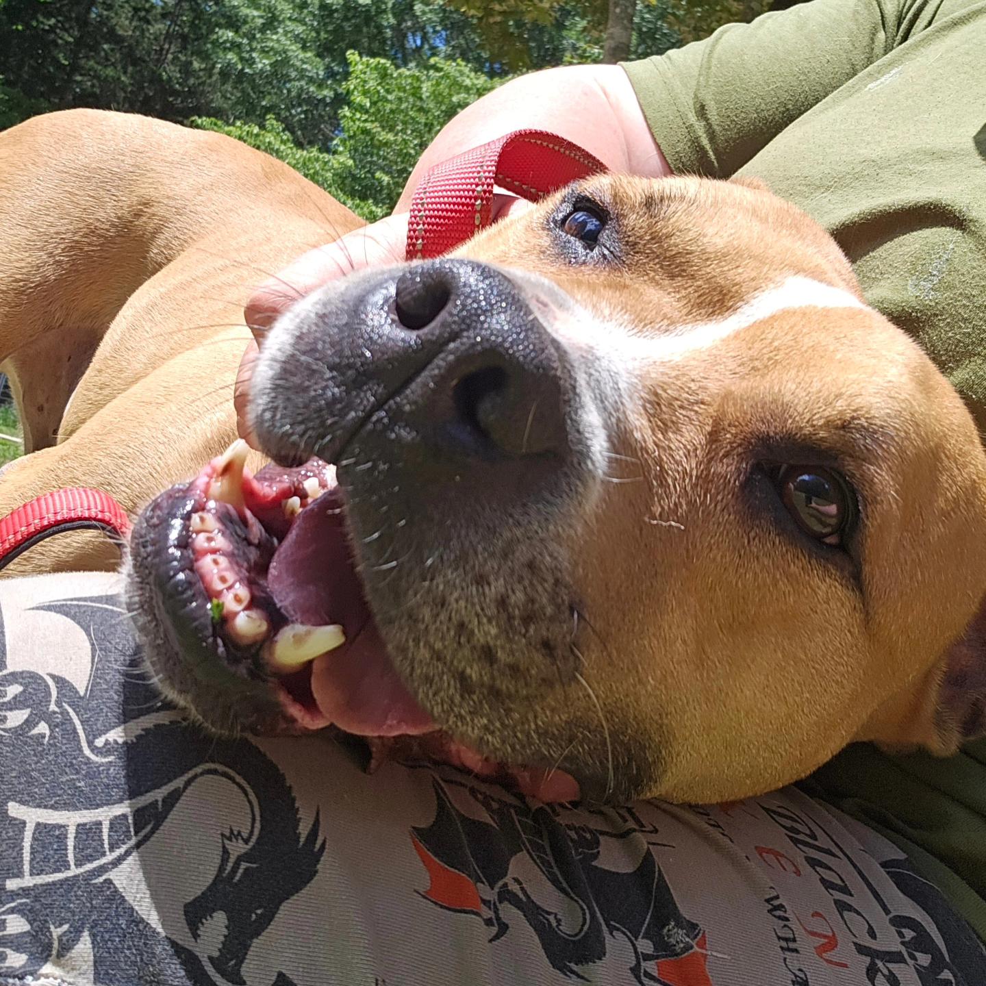 Tyson, Adult Male American Bully