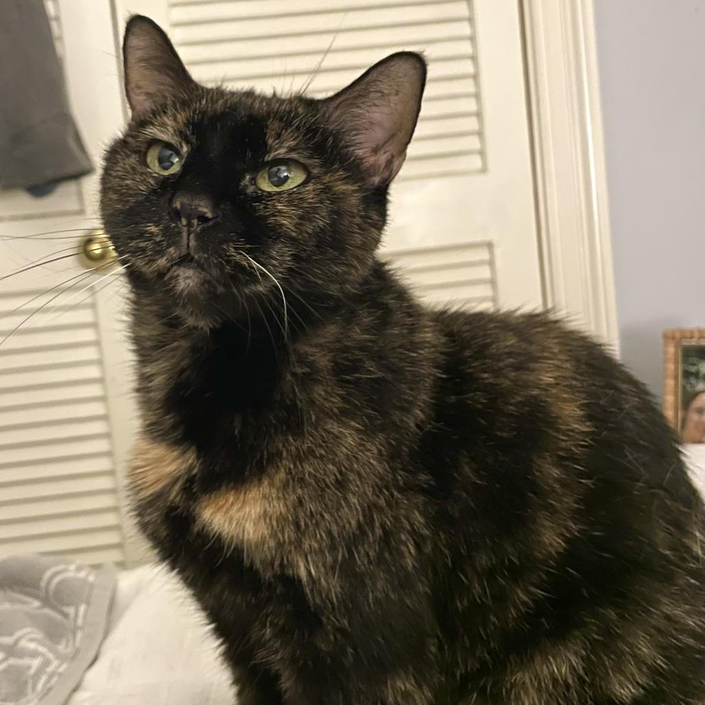 Enlarge Pod, a Adoptable Domestic Short Hair in Fairfax Station, VA image 1/5