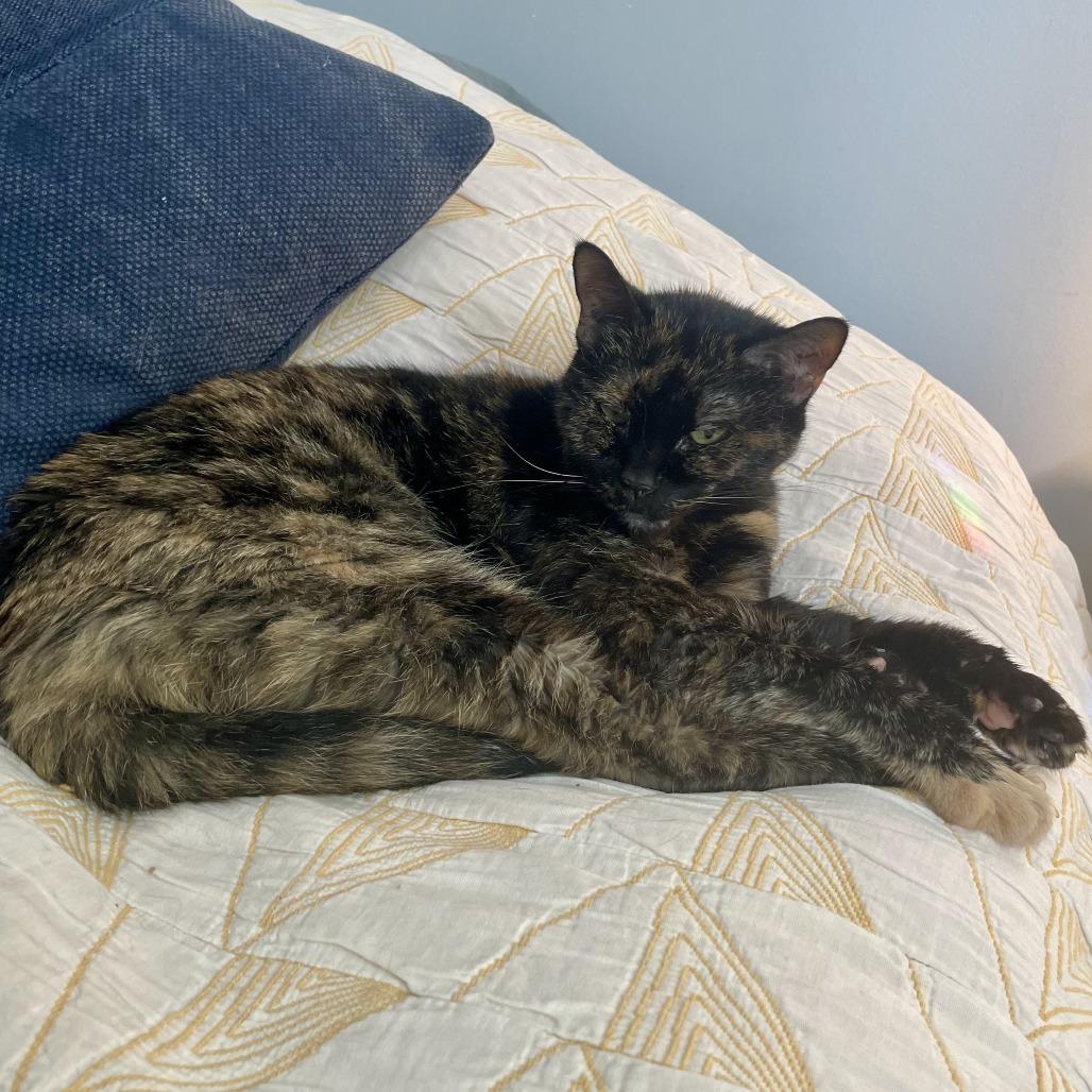 Enlarge Pod, a Adoptable Domestic Short Hair in Fairfax Station, VA image 2/5