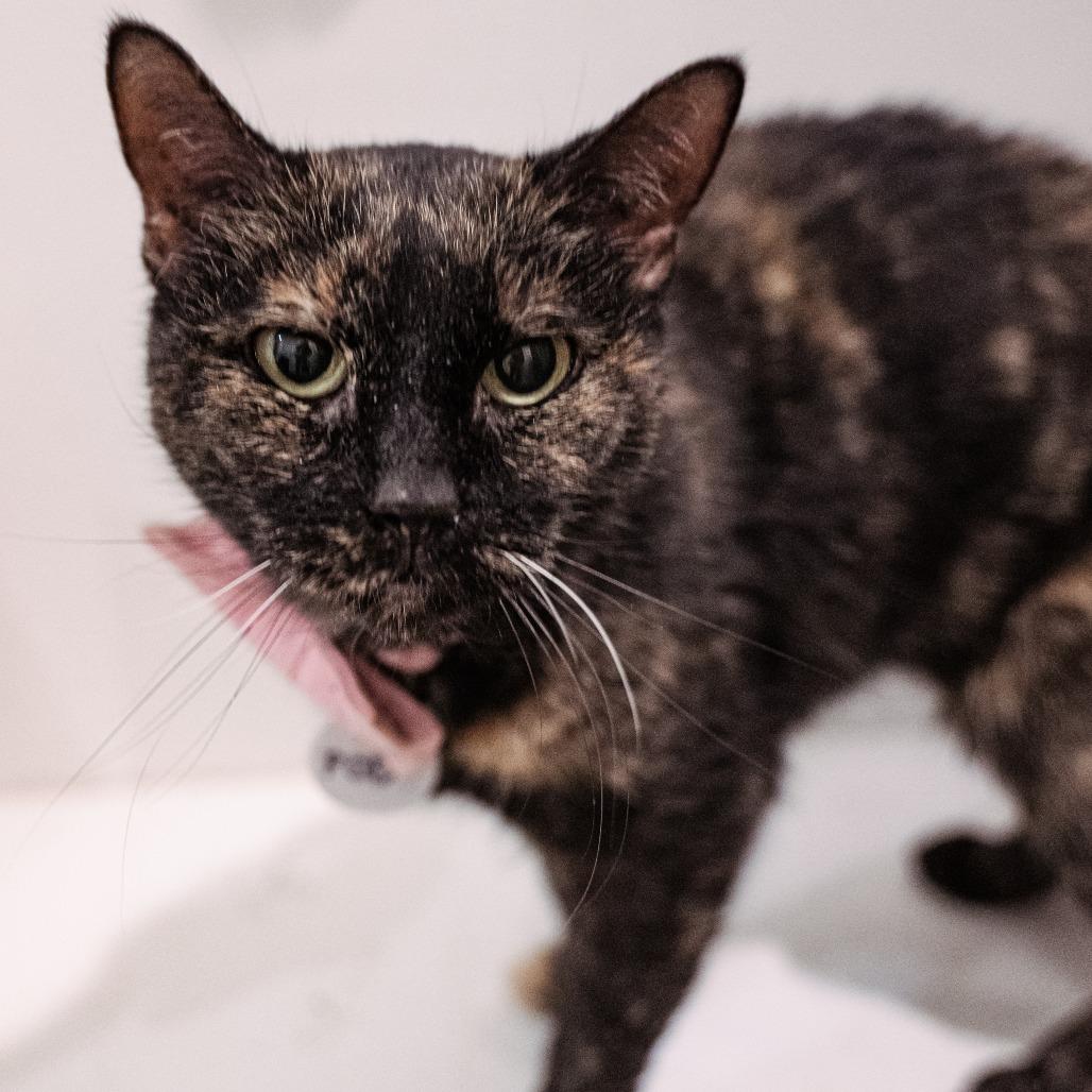 Enlarge Pod, a Adoptable Domestic Short Hair in Fairfax Station, VA image 3/5