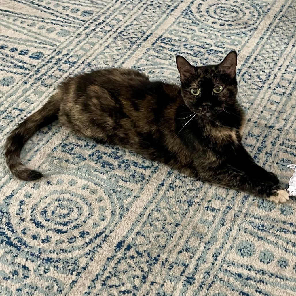 Enlarge Pod, a Adoptable Domestic Short Hair in Fairfax Station, VA image 4/5