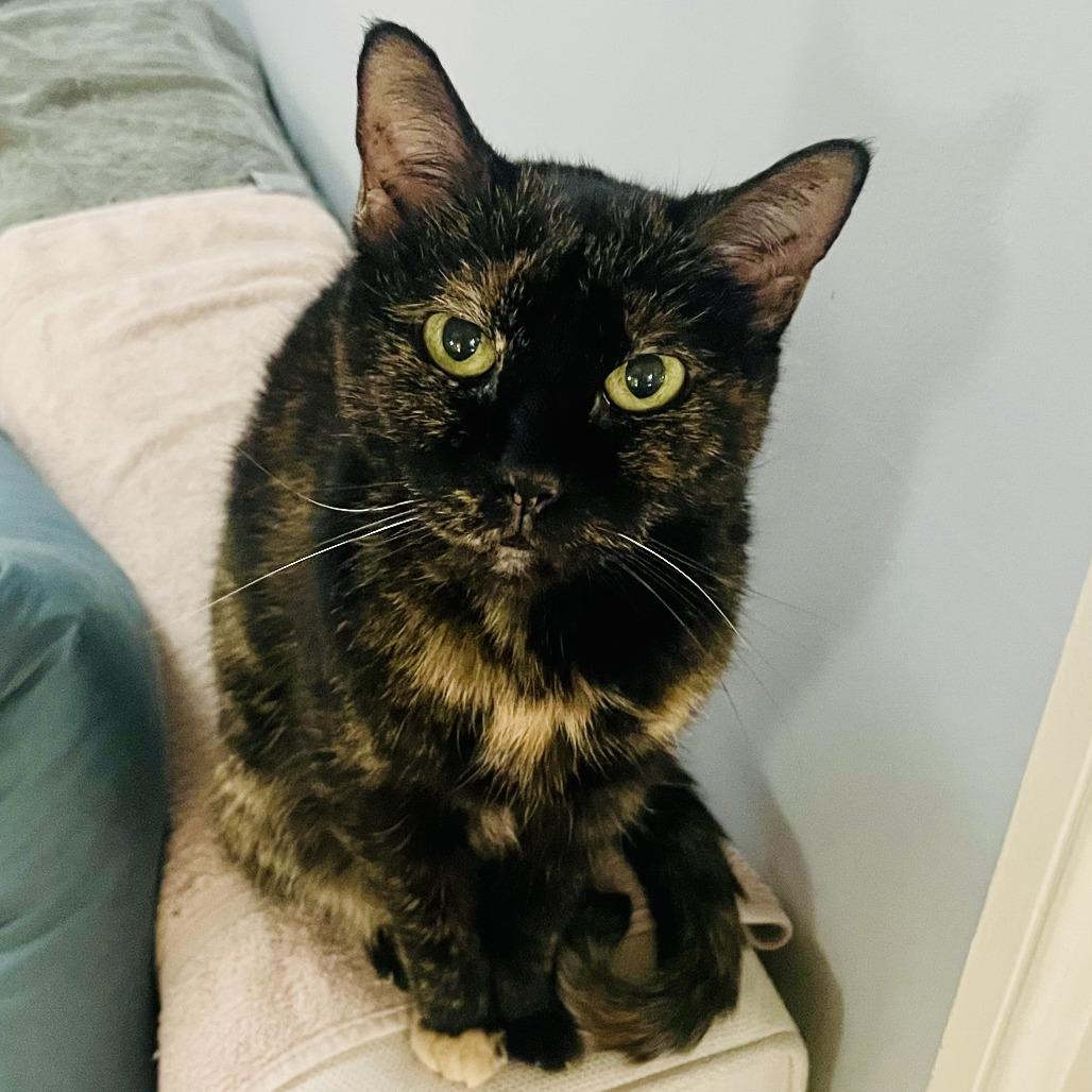 Enlarge Pod, a Adoptable Domestic Short Hair in Fairfax Station, VA image 5/5