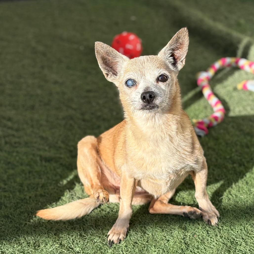 Gramma, Adoptable, Senior Female Chihuahua.