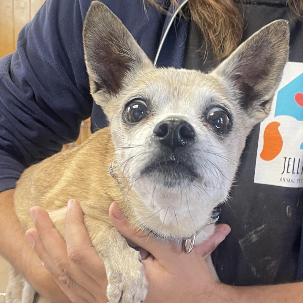 Gramma, a Adoptable Chihuahua in San Pablo, CA image 2/6