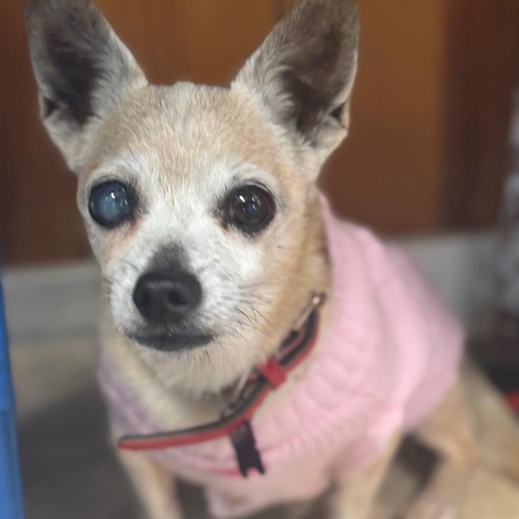 Gramma, a Adoptable Chihuahua in San Pablo, CA image 3/6
