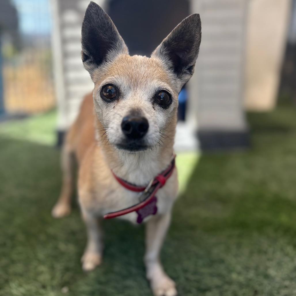 Gramma, a Adoptable Chihuahua in San Pablo, CA image 4/6
