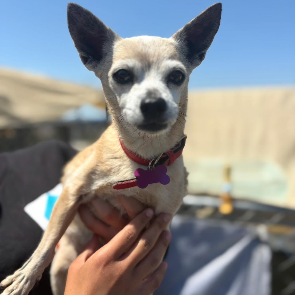 Gramma, a Adoptable Chihuahua in San Pablo, CA image 5/6