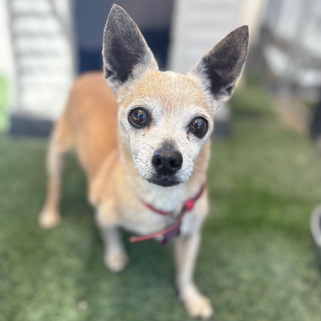Gramma, a Adoptable Chihuahua in San Pablo, CA image 6/6