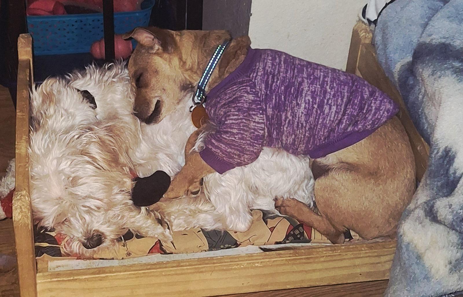 Wylie, Adoptable, Adult Male Chihuahua.