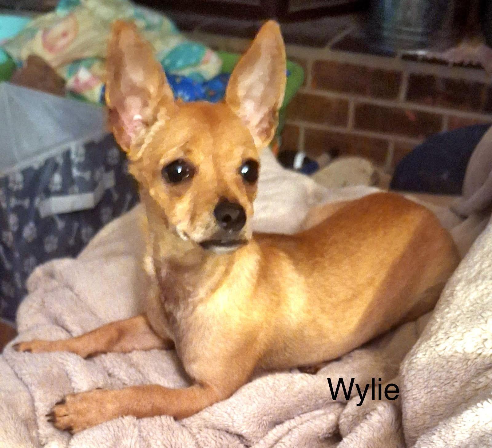 Wylie, Adoptable, Adult Male Chihuahua.