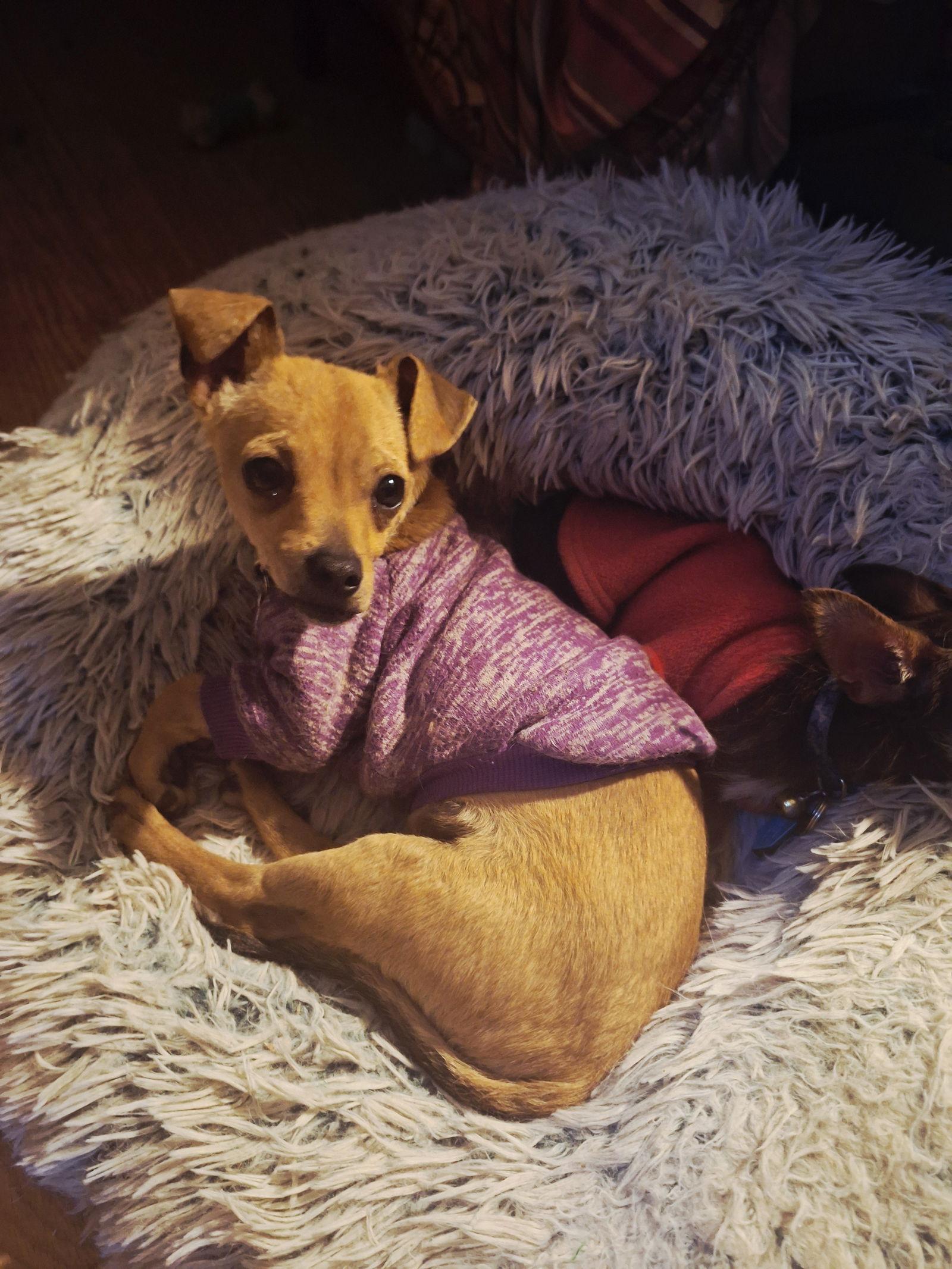 Wylie, Adoptable, Adult Male Chihuahua.
