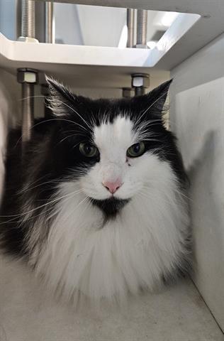 Enlarge KORIN, a Adoptable Domestic Medium Hair in San Martin, CA image 1/1