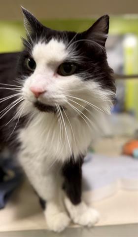 KORIN, Adoptable, Adult Male Domestic Medium Hair.