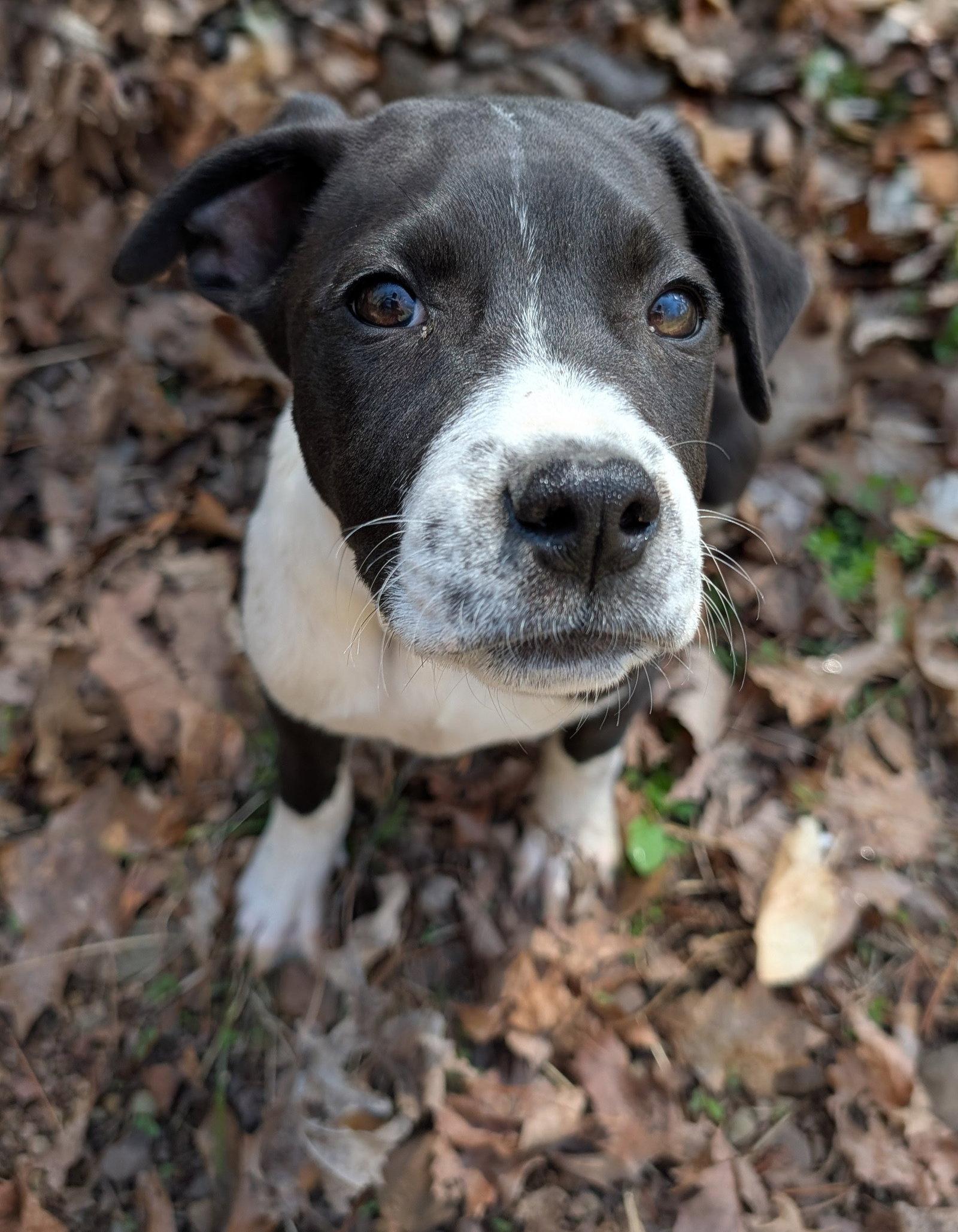 Artemis (16w, 18lbs), Adoptable, Puppy Female Hound & Terrier.