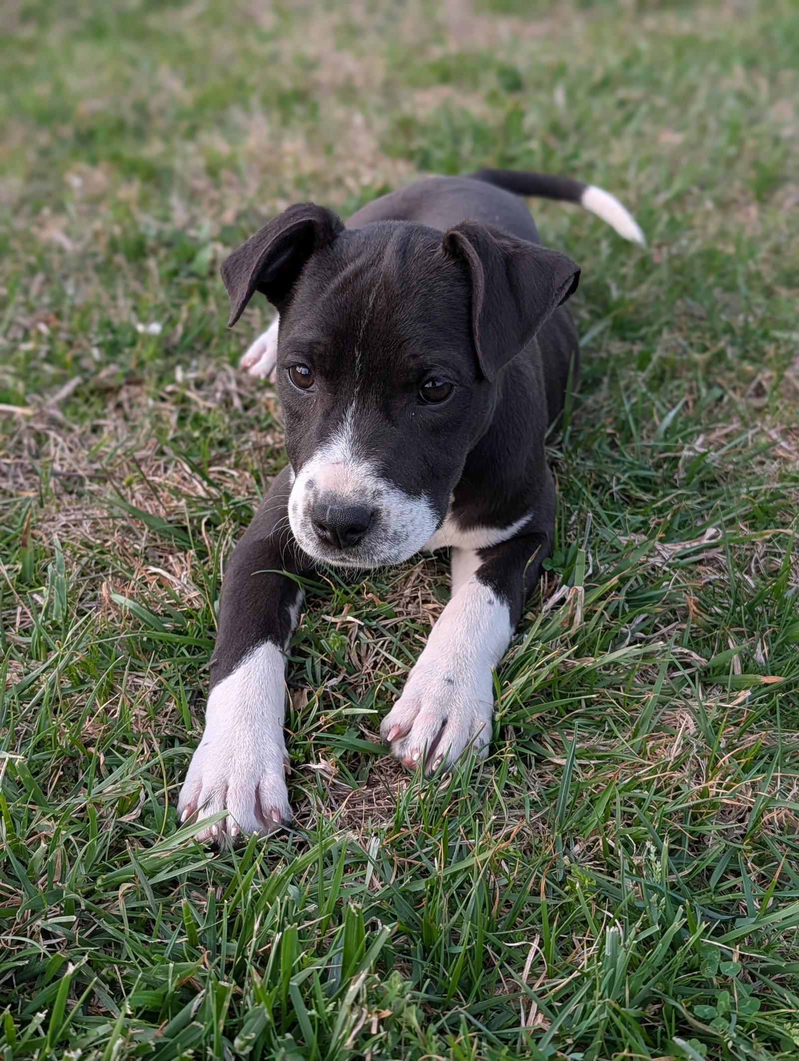 Enlarge Artemis (16w, 18lbs), a Adoptable mixed breed in Hinton, WV image 2/3