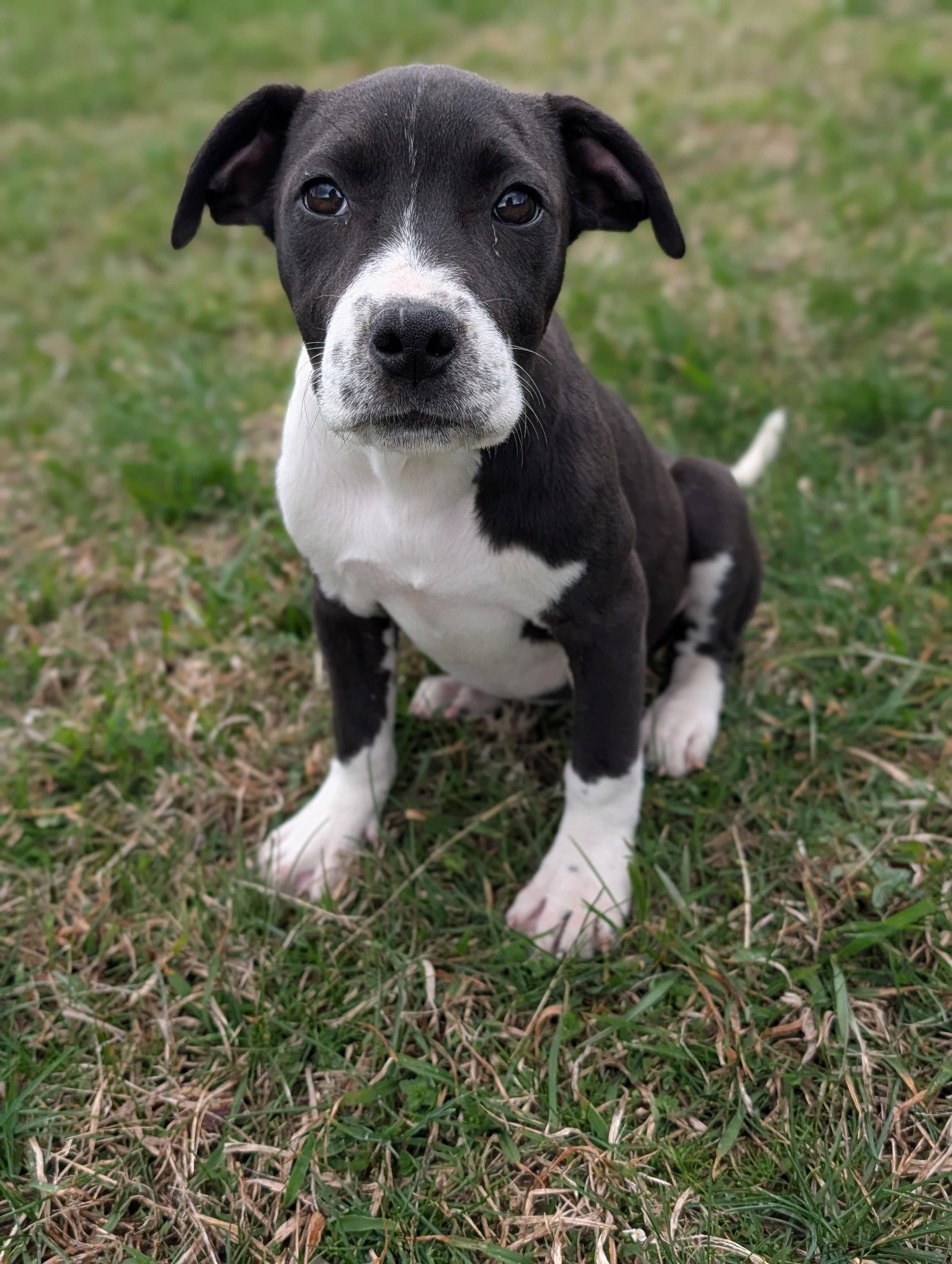 Enlarge Artemis (16w, 18lbs), a Adoptable mixed breed in Hinton, WV image 3/3
