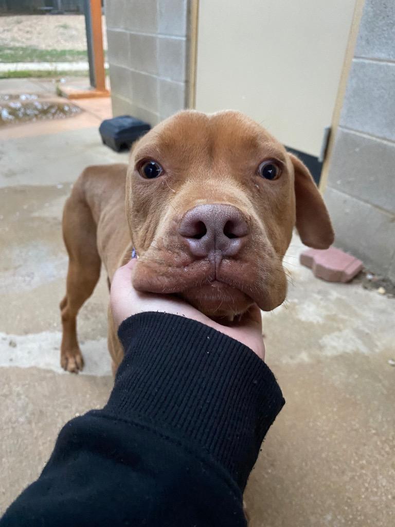 Enlarge Rubble, a Adoptable mixed breed in Lockhart, TX image 1/3