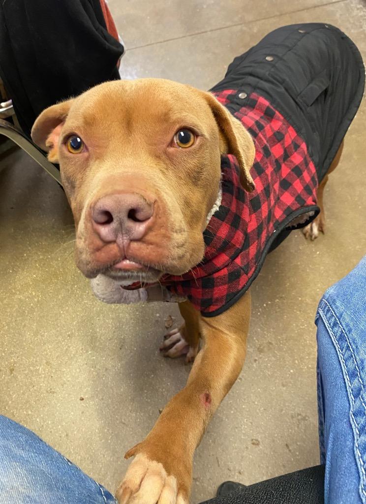 Enlarge Rubble, a Adoptable mixed breed in Lockhart, TX image 2/3