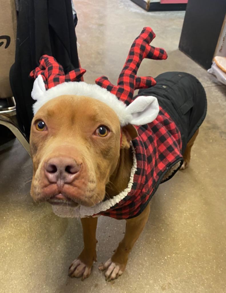 Enlarge Rubble, a Adoptable mixed breed in Lockhart, TX image 3/3