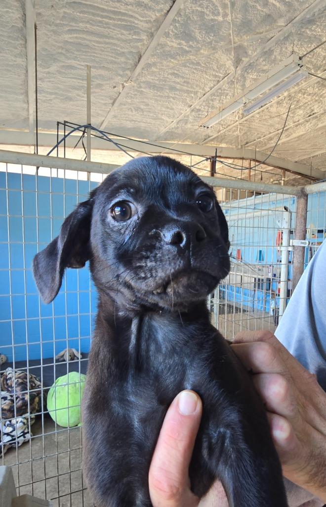 Enlarge Cash, a Adoptable mixed breed in Canyon Lake, TX image 1/1