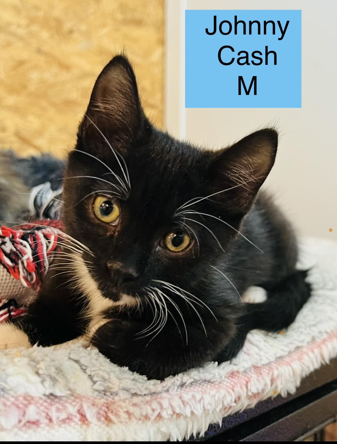 Enlarge Johnny Cash. /Bobby, a Adoptable Domestic Medium Hair in Sneads Ferry, NC image 1/1