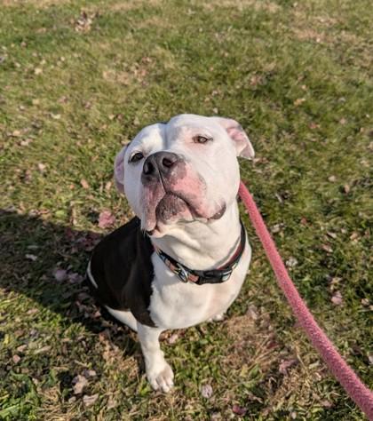 Enlarge Dottie, a Adoptable Pit Bull Terrier in Philadelphia, PA image 4/4