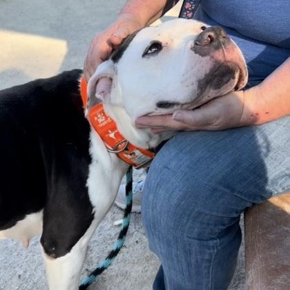 Enlarge Dottie, a Adoptable Pit Bull Terrier in Philadelphia, PA image 2/4