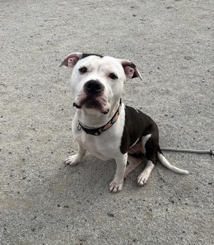 Enlarge Dottie, a Adoptable Pit Bull Terrier in Philadelphia, PA image 3/4