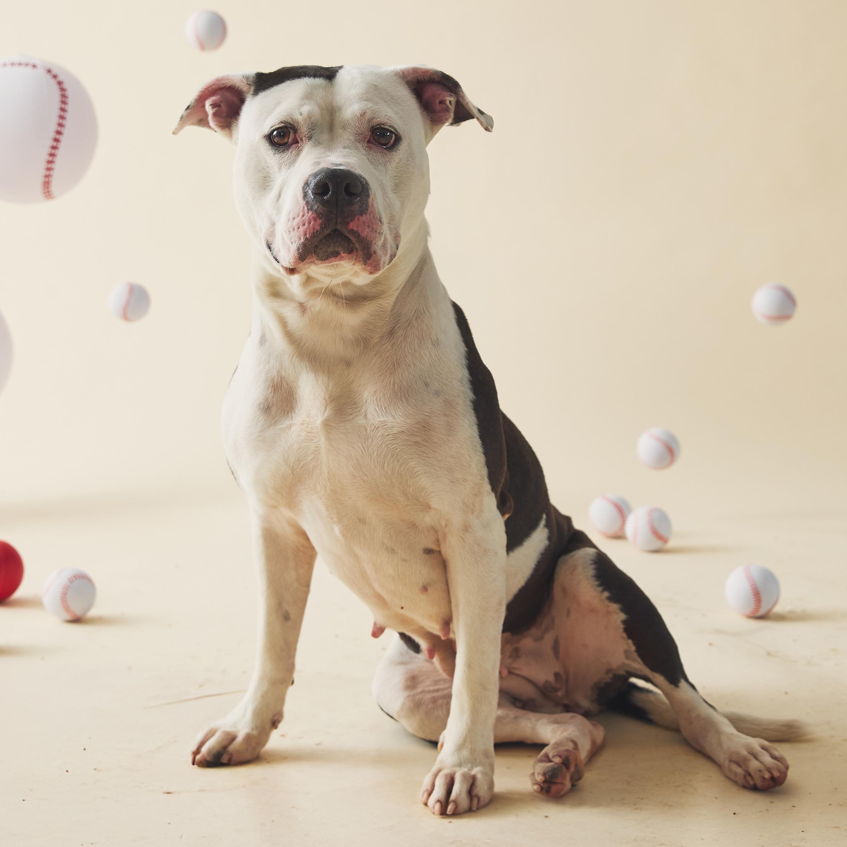 Dottie, Adoptable, Adult Female Pit Bull Terrier.