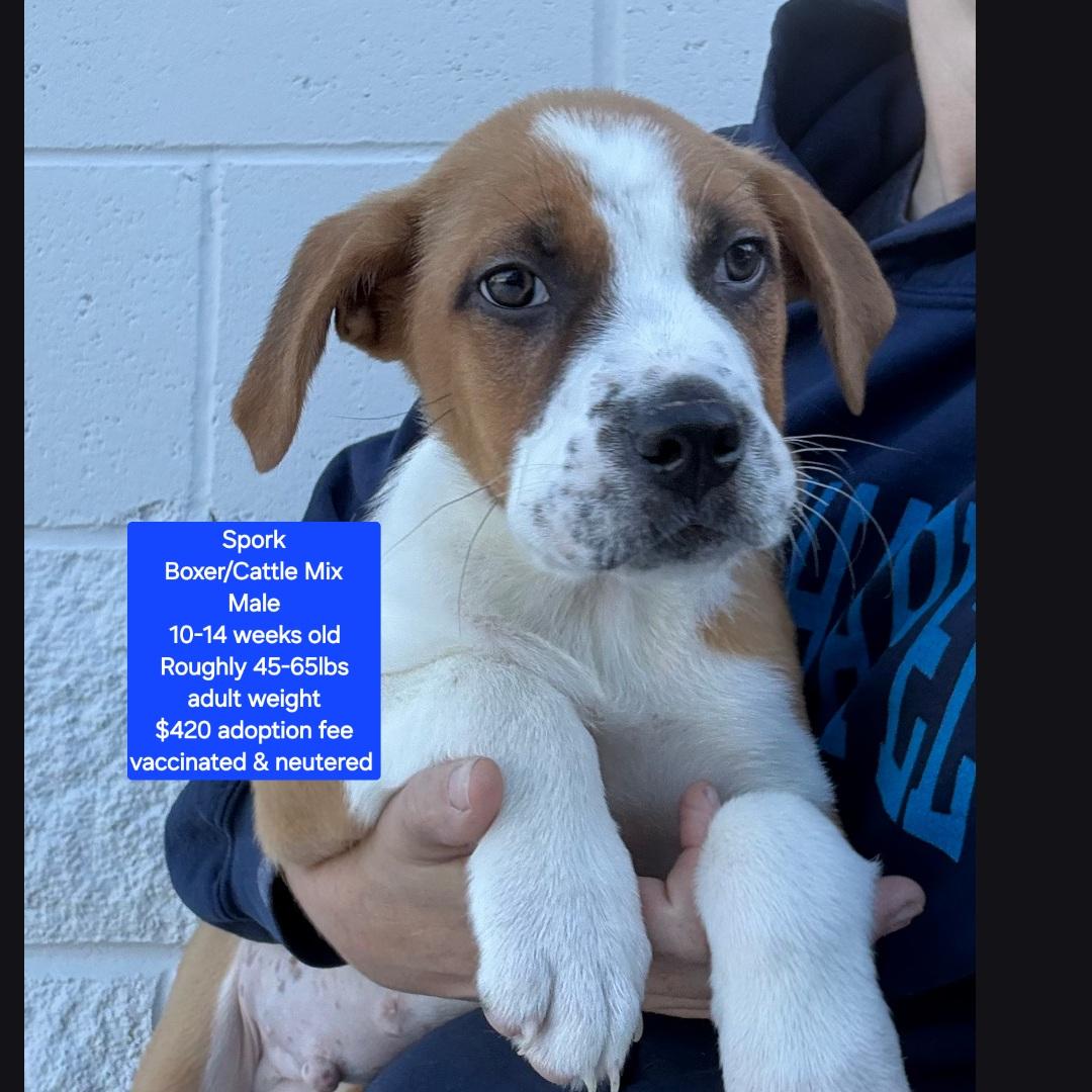 Spork, adopted, Puppy Male Boxer & Cattle Dog.