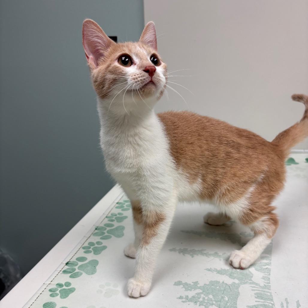 Shelby — thumbnail 2