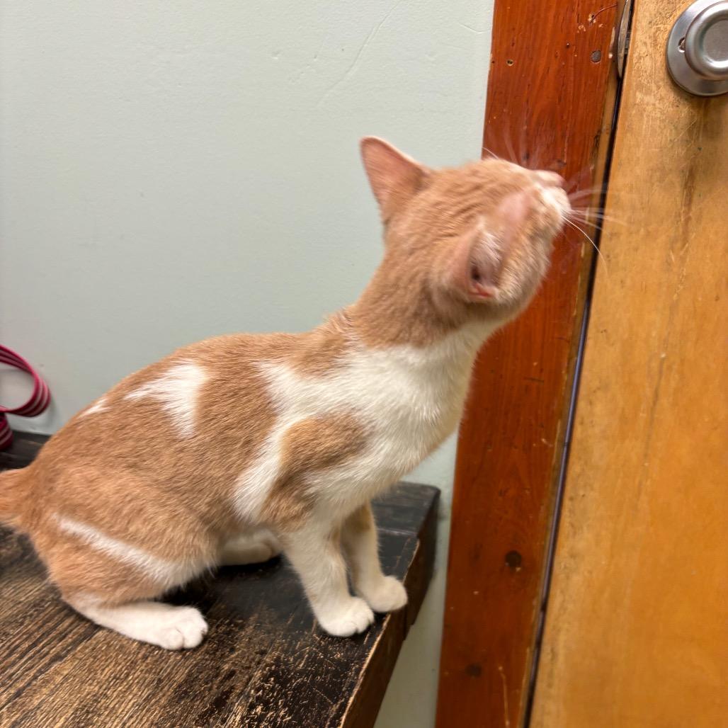 Shelby — thumbnail 3