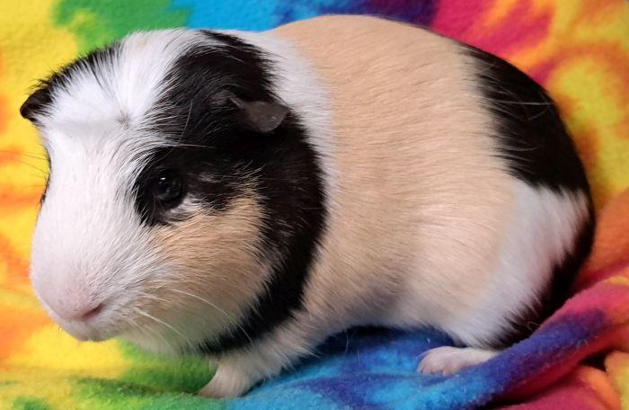 Enlarge Otto, a ADOPTABLE Guinea Pig in Gary, IN image 4/4