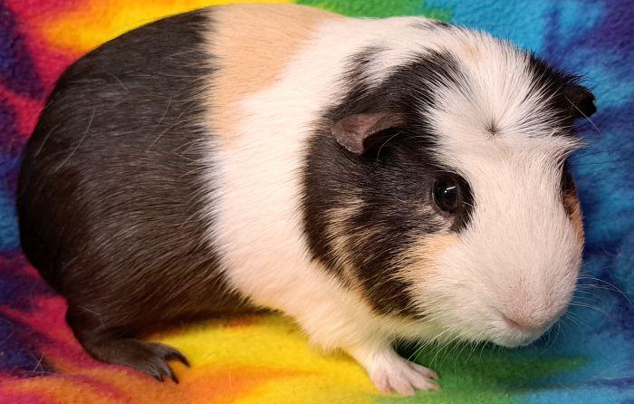Enlarge Otto, a ADOPTABLE Guinea Pig in Gary, IN image 3/4