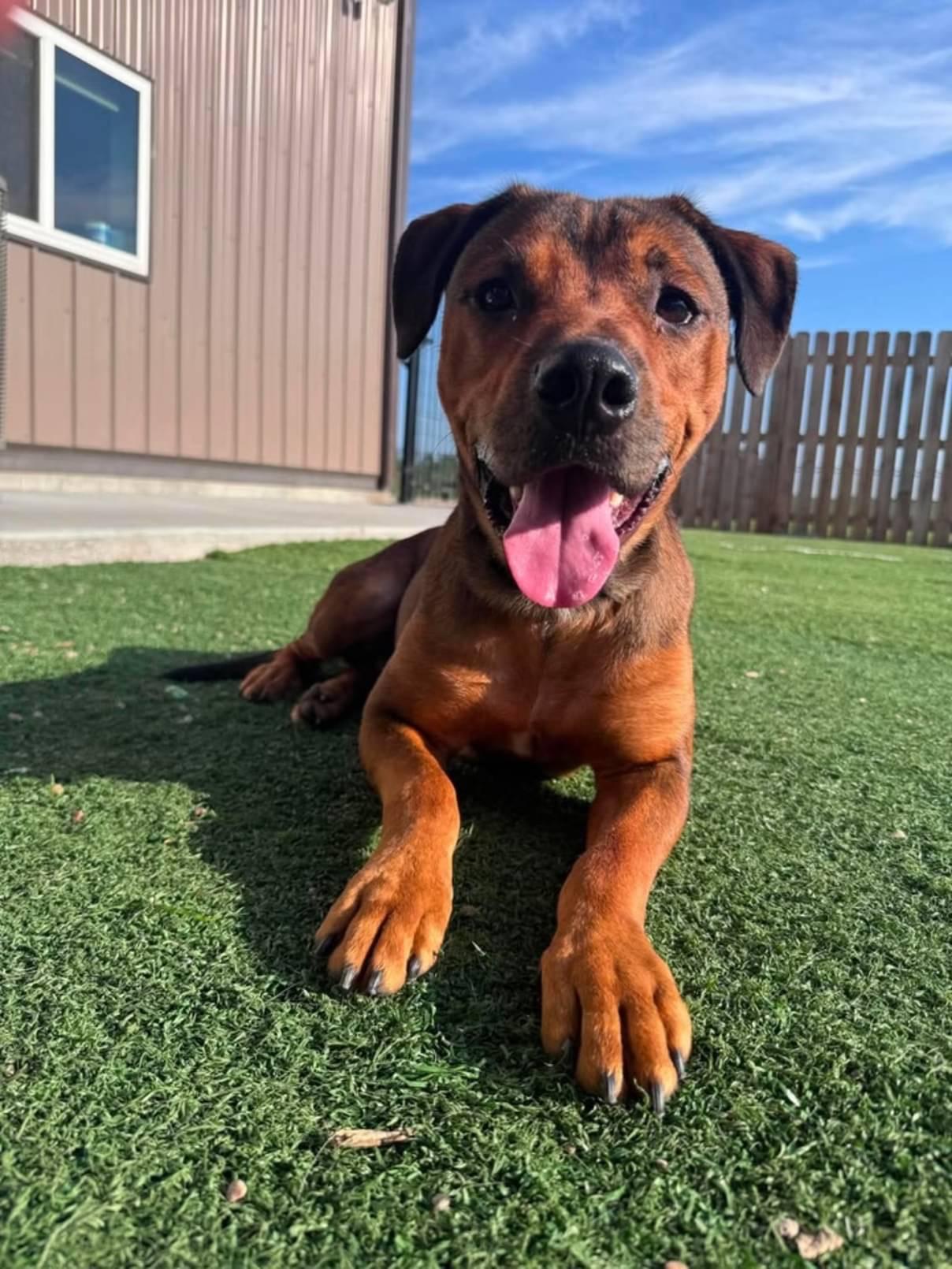Milo, ADOPTABLE, Adult Male Labrador Retriever & Pit Bull Terrier.