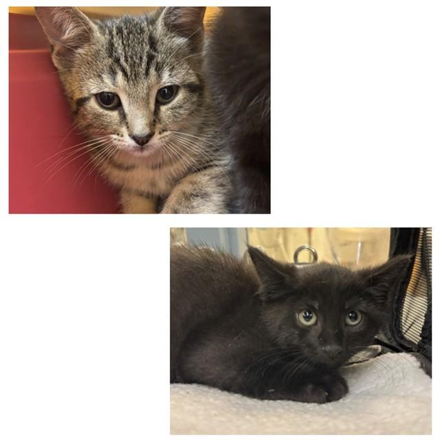 Enlarge GILGAMESH, a Adoptable Domestic Short Hair in Toronto, ON image 1/1
