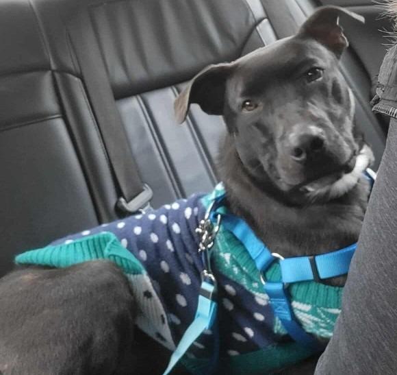 Enlarge Obsidian, a Adoptable mixed breed in Crandon, WI image 2/2