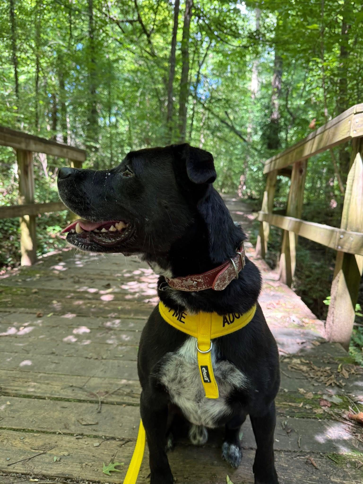 Good Boy Scout, an adoptable American Bully, Black Labrador Retriever in Knoxville, TN, 37924 | Photo Image 3