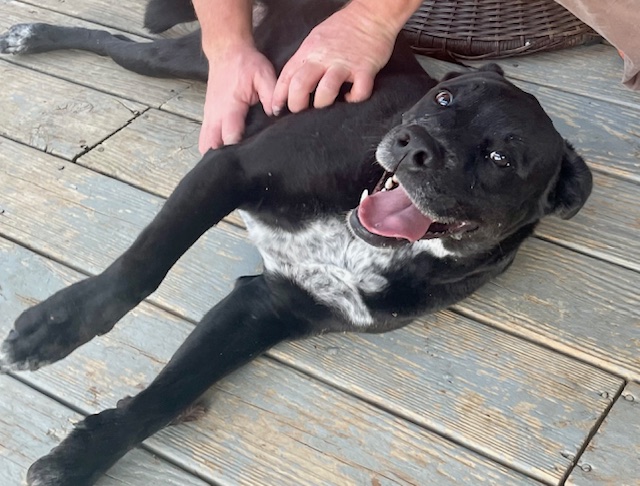 Good Boy Scout, an adoptable American Bully, Black Labrador Retriever in Knoxville, TN, 37924 | Photo Image 4