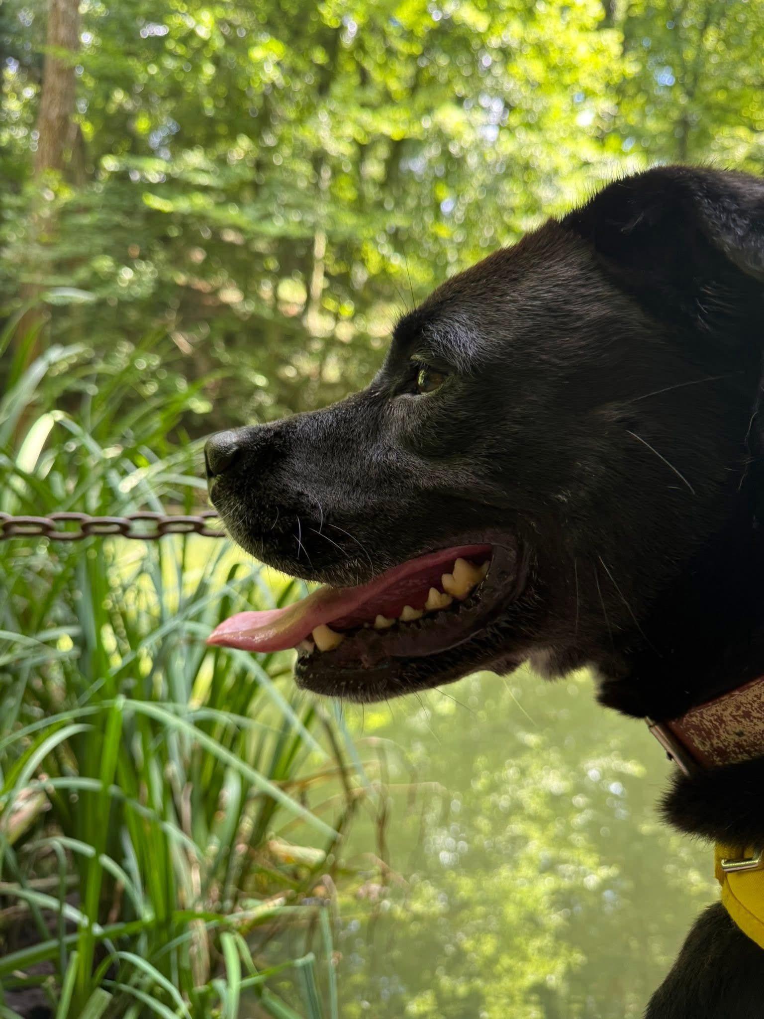 Good Boy Scout, Adoptable, Adult Male American Bully & Black Labrador Retriever.